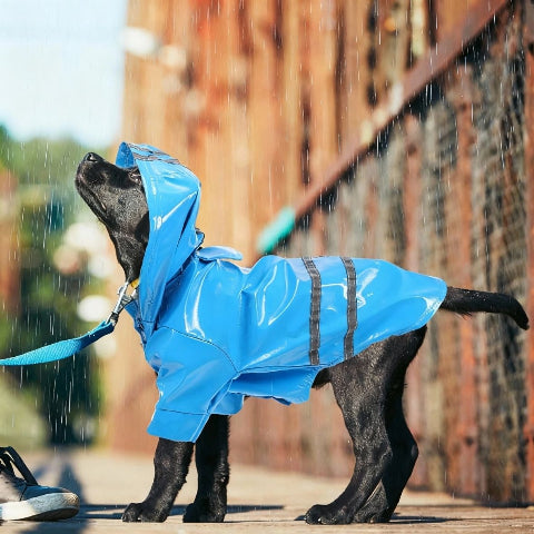chien qui porte le manteau pour chien impermeable de bonne qualite