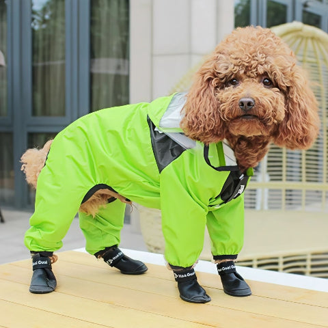 chien qui porte le manteau pour chien safepet vert indispensable