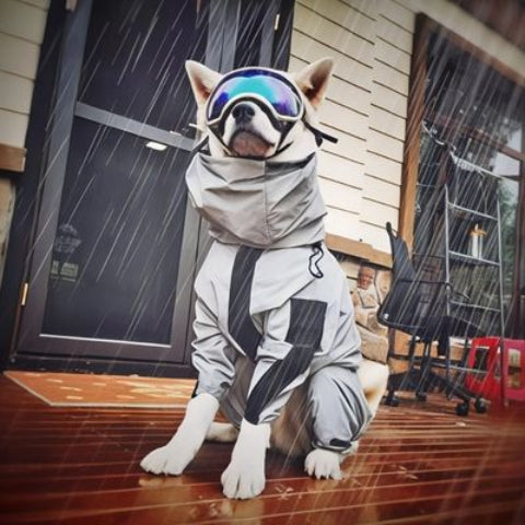 chien qui porte le manteau pour chien thermoprotect