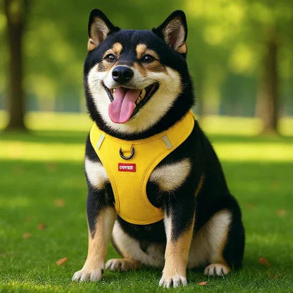 chien qui s'assoit dans-un jardin en portant le harnais chien laisse anti traction