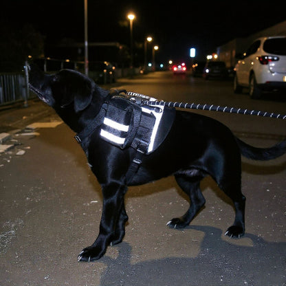 chien qui se promene dans la rue en portant le harnais militaire pour chien visible dans l'obscurite