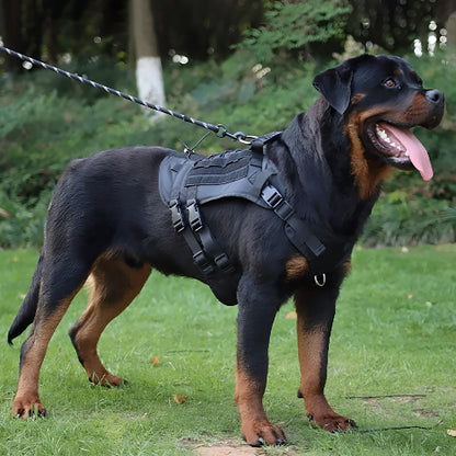chien qui se promene dans un parc en portant le harnais tactique chien