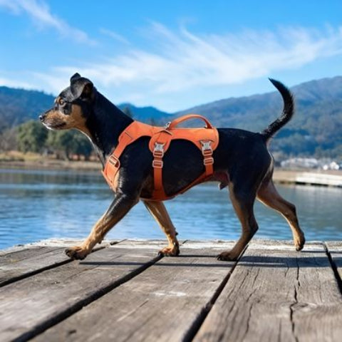 chien qui porte le harnais chien triple sangle de poitrine orange mignon