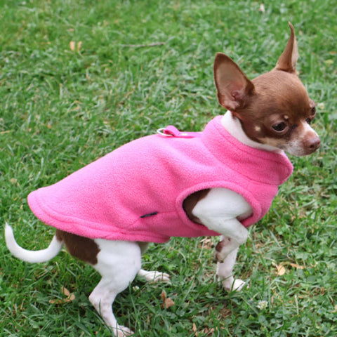 Chihuahua qui porte le manteau chien rose