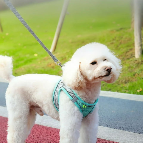 chiot qui marche en portant le harnais petit chien vert en maille efficace