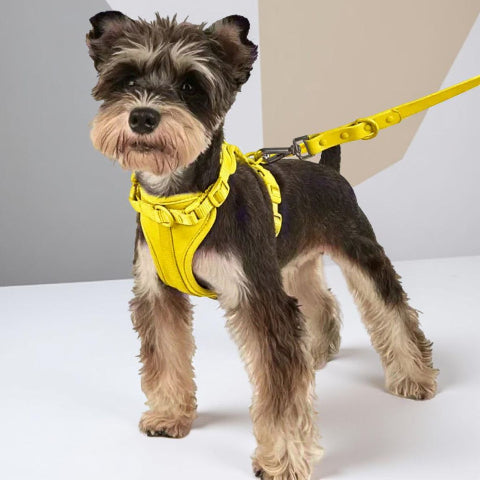 chiot qui porte le harnais anti traction chien jaune efficace