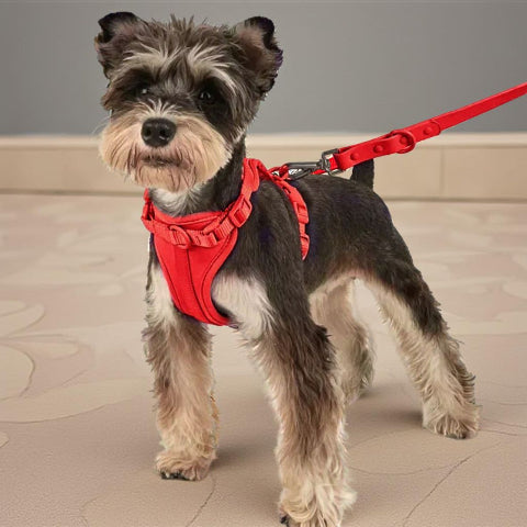 chiot qui porte le harnais anti traction chien rouge