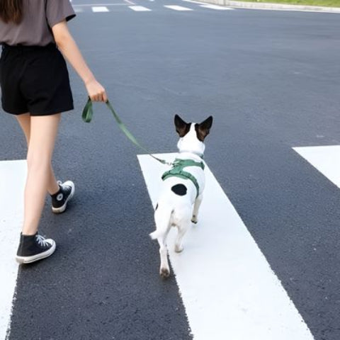 chiot qui porte le harnais anti traction chien vert tres chic