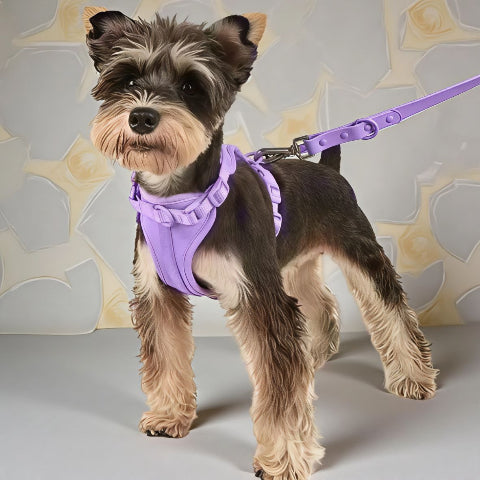 chiot qui porte le harnais anti traction chien violet essentiel