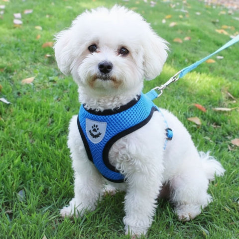 chiot qui porte le harnais chien en maille bleu