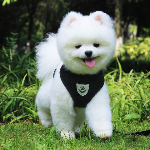 chiot qui porte le harnais chien en maille noir durable