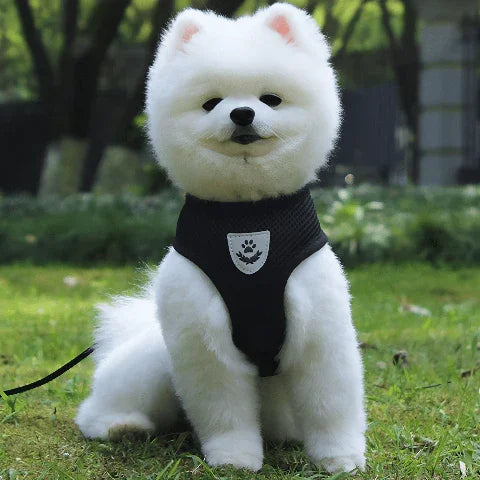 chiot qui porte le harnais chien en maille noir