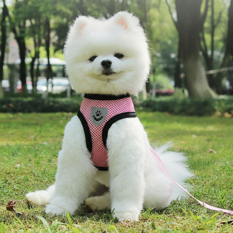 chiot qui porte le harnais chien en maille rose