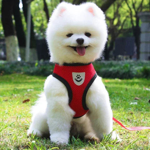 chiot qui porte le harnais chien en maille rouge ultra respirant