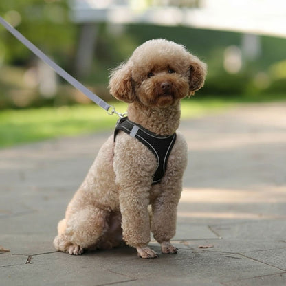 chiot qui porte le harnais petit chien minipawfit noir