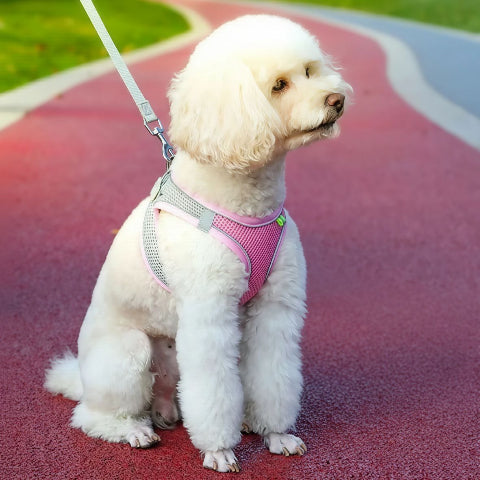 chiot qui porte le harnais petit chien rose en maille pratique