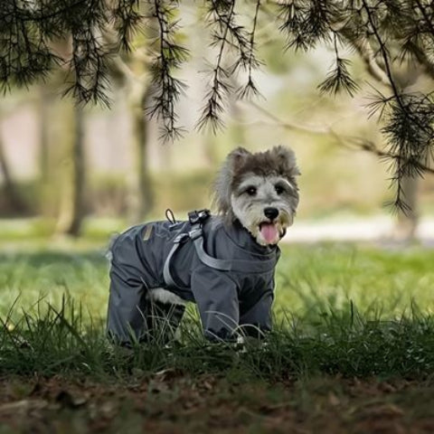 chiot qui porte le manteau chien gris robuste