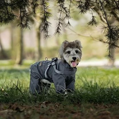 chiot qui porte le manteau chien gris robuste