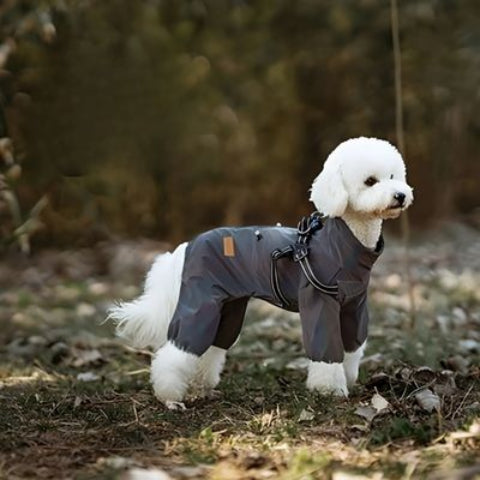 chiot qui porte le manteau chien gris