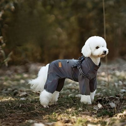 chiot qui porte le manteau chien gris