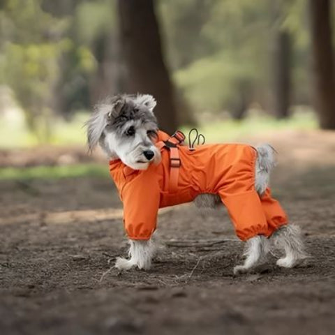 chiot qui porte le manteau chien orange