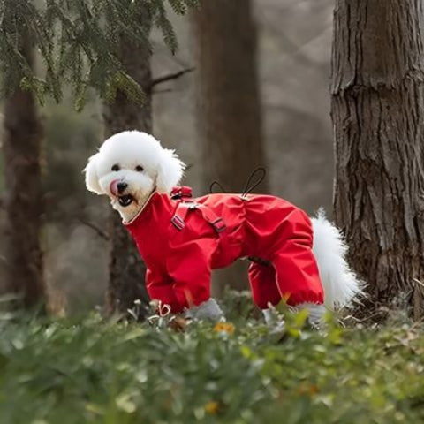 chiot qui porte le manteau chien rouge tres joli