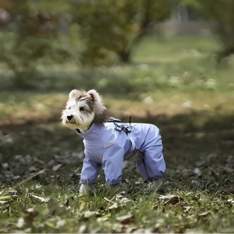 chiot qui porte le manteau chien violet