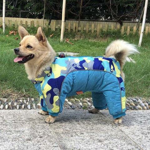 chiot qui porte le manteau pour chien impermeable