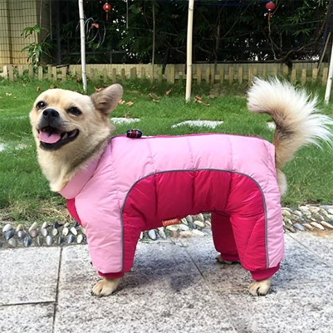chiot qui porte le manteau pour chien impermeable rose joli
