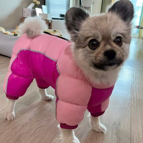 chiot qui porte le manteau pour chien impermeable rose tres elegant