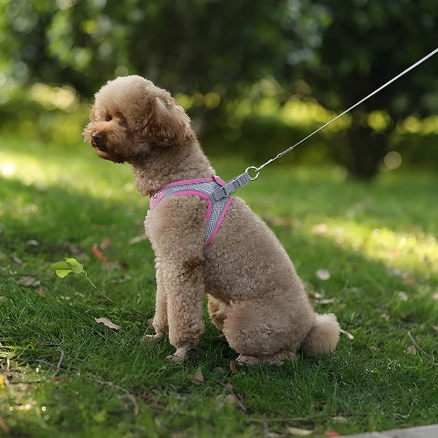 chiot qui s'assoit en portant le harnais petit chien rose en maille