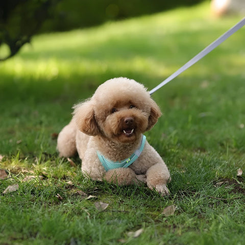 chiot qui s'assoit en portant le harnais petit chien vert durable