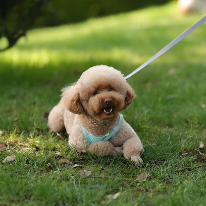 chiot qui s'assoit en portant le harnais petit chien vert durable