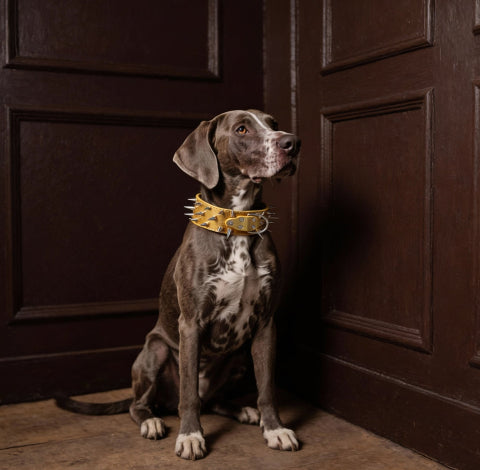 collier a clou pour chien a finitions soignees