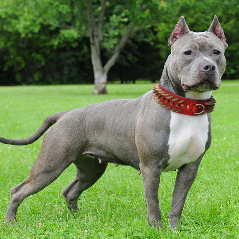 collier a clou pour chien avec des bords tres lisses