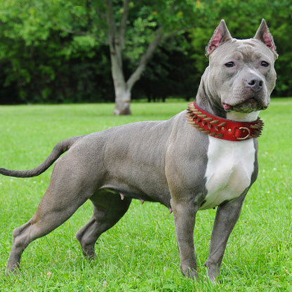 collier a clou pour chien avec des bords tres lisses