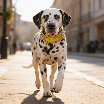 collier a clou pour chien avec protection optimale