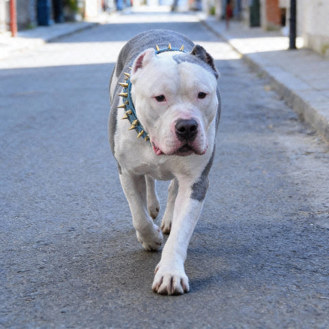 collier a clou pour chien en cuir ajustable chic
