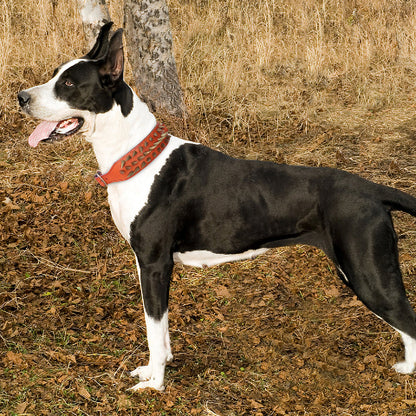 collier a clou pour chien en cuir tres durable