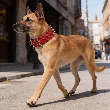 collier a clou pour chien garantissant un confort absolu