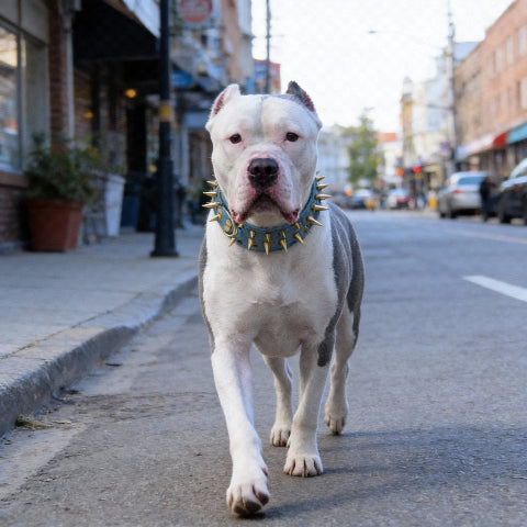 collier a clou pour chien protection confortable pour le chien