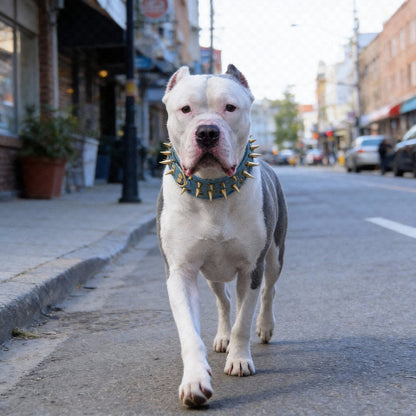 collier a clou pour chien protection confortable pour le chien