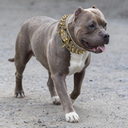 collier a clou pour chien resistant et confortable