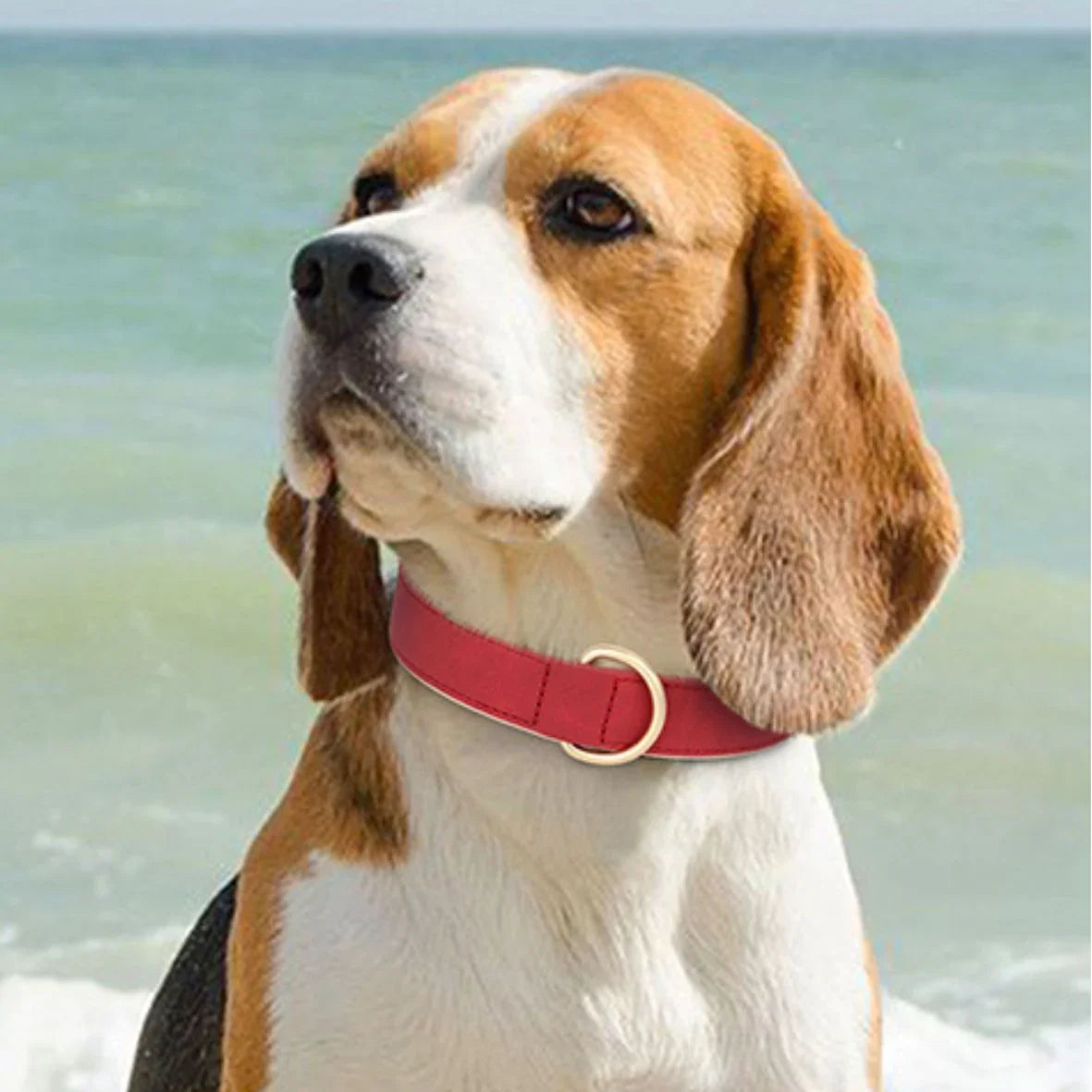 COLLIER CHIEN | CUIR PU - Les chiens beaux