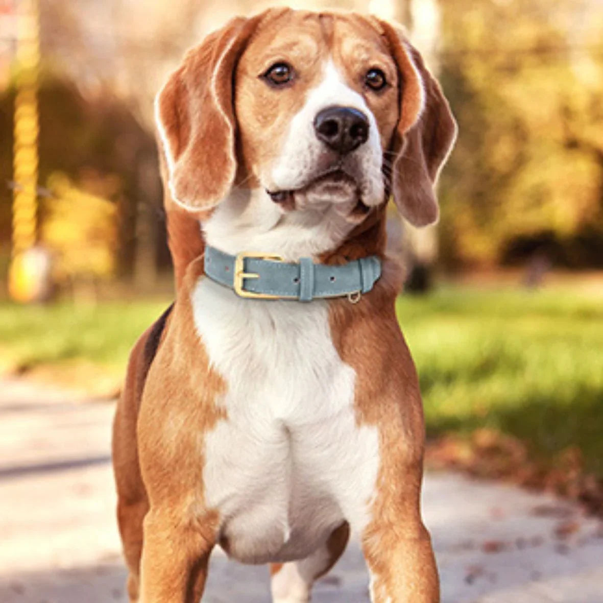 COLLIER CHIEN | CUIR PU - Les chiens beaux