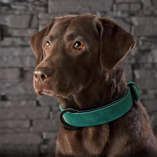 COLLIER CHIEN CUIR REMBOURRÉ SOUPLE | SOFTPAWS - Les chiens beaux