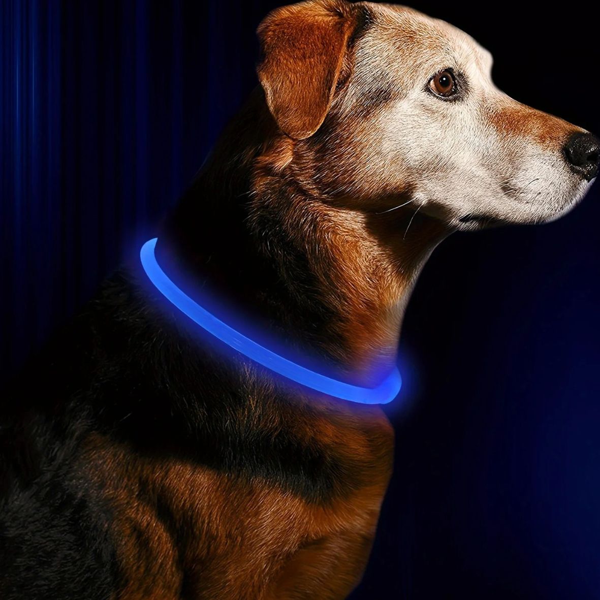 collier lumineux chien - Luminite