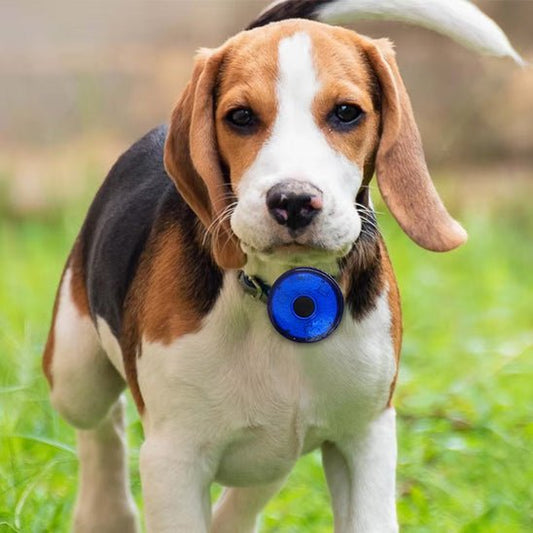 COLLIER LUMINEUX CHIEN | LED BLEU PENDENTIF - Les chiens beaux