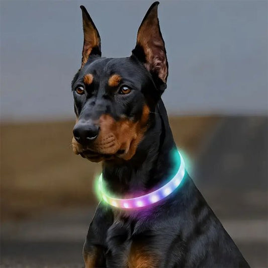 COLLIER LUMINEUX CHIEN | LED DÉCOLORÉ - Les chiens beaux