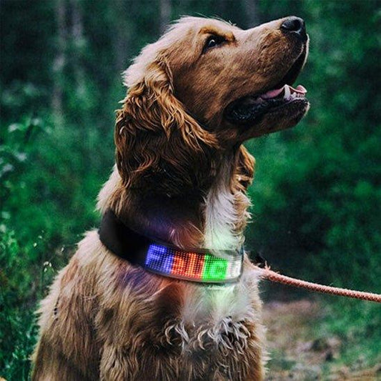 COLLIER LUMINEUX CHIEN | LED GRAPHIQUE - Les chiens beaux